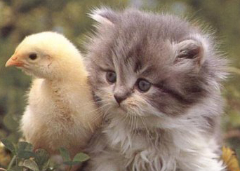 Kitten Duck