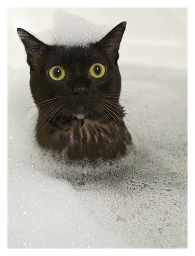 Bath Cat